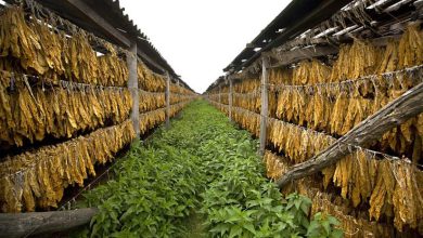 Avrupa’da tütün desteği krizi: Üreticilerden AB’ye sert tepki 4 Ulusal Tütün Üreticileri Birliği (NAT-2010), Avrupa Birliği’nde tütün üretimine yönelik kamu desteklerinin kaldırılmasını öngören öneriye karşı çıktı.