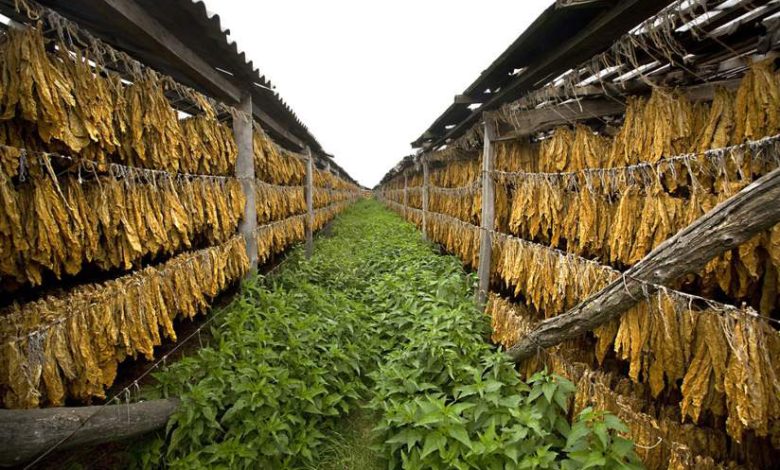 Ulusal Tütün Üreticileri Birliği (NAT-2010), Avrupa Birliği’nde tütün üretimine yönelik kamu desteklerinin kaldırılmasını öngören öneriye karşı çıktı.