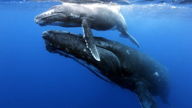 Bulgaristan, Akdeniz ve Karadeniz’de yürütülecek üç yıllık araştırmalara mali destek vererek uluslararası koruma çalışmalarına katılıyor.