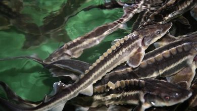 1 Ocak 2026’dan itibaren Tuna Nehri ve Karadeniz’in Bulgaristan sularında tüm mersin balığı türlerinin avlanması süresiz olarak yasaklanacak.