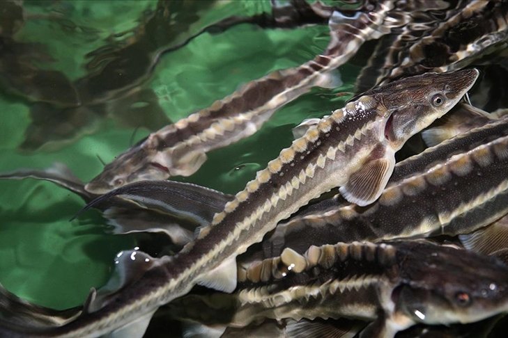1 Ocak 2026’dan itibaren Tuna Nehri ve Karadeniz’in Bulgaristan sularında tüm mersin balığı türlerinin avlanması süresiz olarak yasaklanacak.